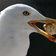 Illustration for article titled Scientists may have discovered how to get asshole seagulls to leave your food alone